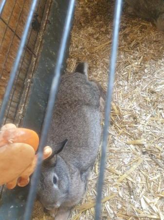 Image 4 of Bonded pair of rabbits for sale