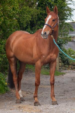 Image 6 of Gorgeous 8 year old mare