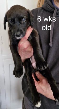 Image 14 of Black Lab x Collie-Lurcher Puppies, READY NOW