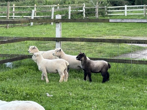Image 1 of Southdown X Ryeland lambs for sale.