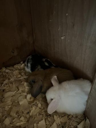 Image 6 of Mini lop rabbits ready now