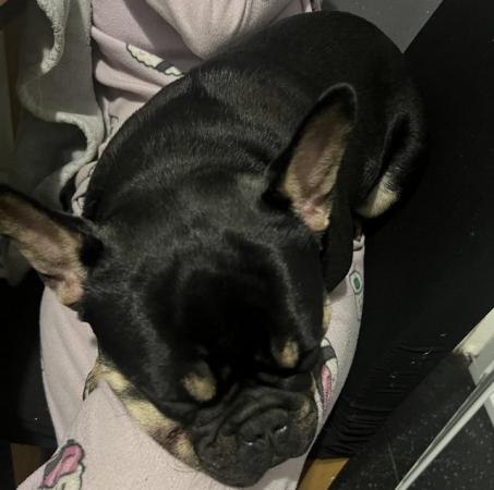 Image 2 of French bull dog to be rehomed