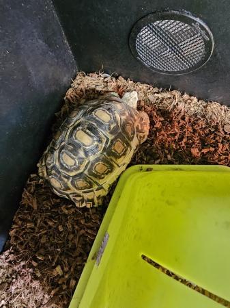 Image 3 of 4 year old leopard tortoise female