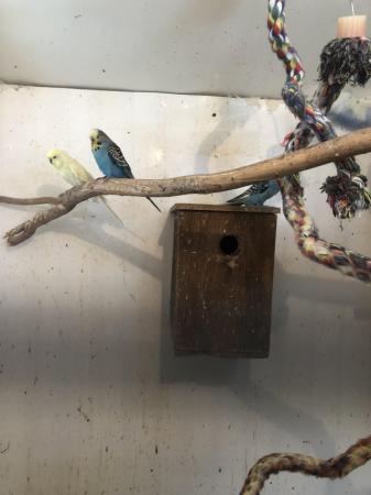Image 5 of For sale Beautiful Baby Budgies