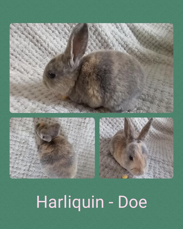 Preview of the first image of 5 gorgeous mini rex kits.