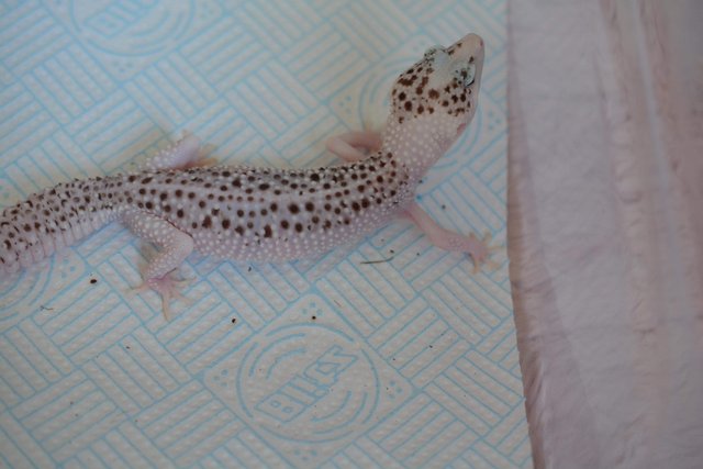 Image 2 of Serious enquiries only!Leopard Gecko Pied Super Snow Eclipse
