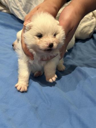 Image 2 of Beautiful cuddly and cute Japanese Spitz Puppies