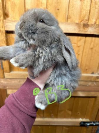 Image 1 of 6 weeks old giant french lops