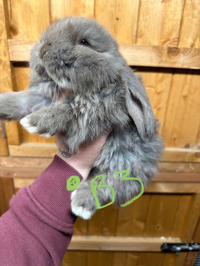 Preview of the first image of 6 weeks old giant french lops.