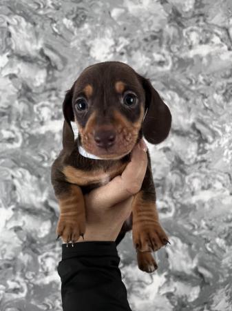 Image 24 of Stunning mini dachshunds