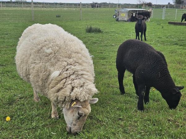 Image 3 of Commercial type Ewe - friendly, lambs easily