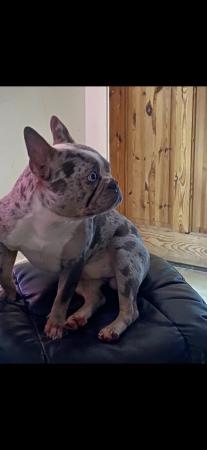 Image 4 of French bulldog puppies stunning blue light fawn