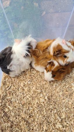Image 17 of Adorable baby Guineapig's for sale.