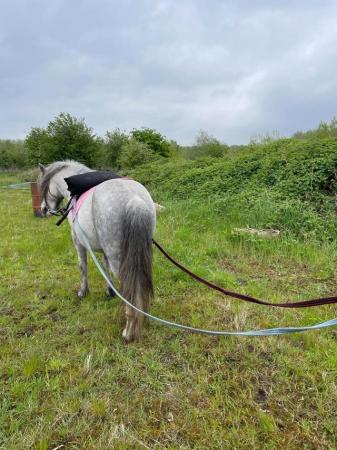 Image 22 of Good Natured Easy11hh Semi-Backed Kids Lead Rein Project 5