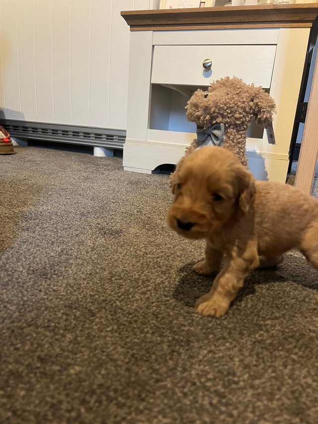 Preview of the first image of 4 week old week old cockapoo,s ready in 4 weeks.