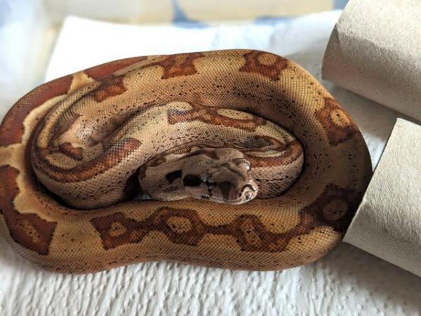 Image 6 of 2024 juvenal boa s for sale