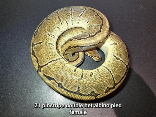 Image 10 of Royal Ball Pythons - Multiple available