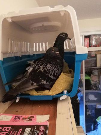 Image 1 of Rescued Pigeons to go to a good home.