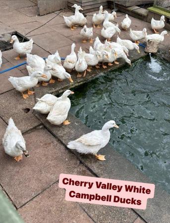 Image 1 of White Campbell and Cherry valley female ducks