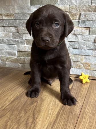 Image 15 of *SOLD*KC Registered Chocolate Labrador Retriever puppies