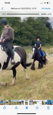 Image 2 of Chunky riding pony cob for sale