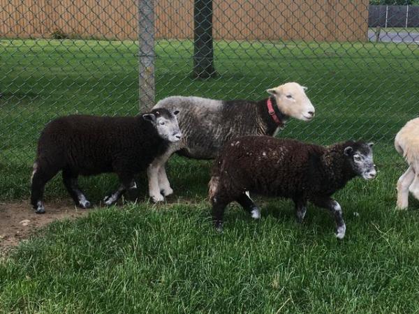 Image 2 of Herdwick Ewe lambs and Wethers