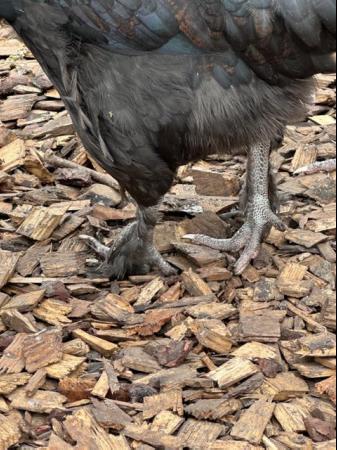 Image 5 of French Copper Black Marans - Point of Lay Hens - Free Range