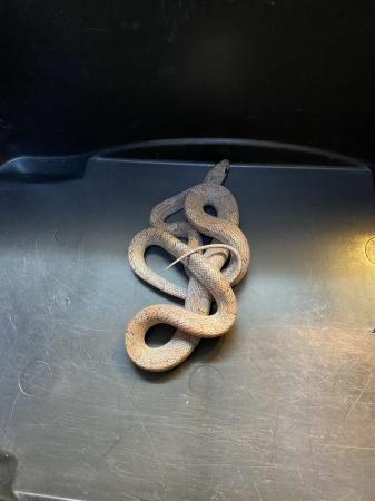 Image 4 of Cinder Corn snake Male £70