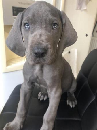 Image 22 of 3 LEFT! - 12 Healthy Chunky Solid Blue Great Dane Puppies