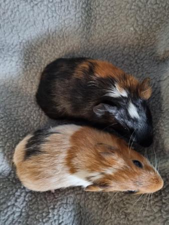 Image 2 of Baby girl guinea pigs ready 1st march
