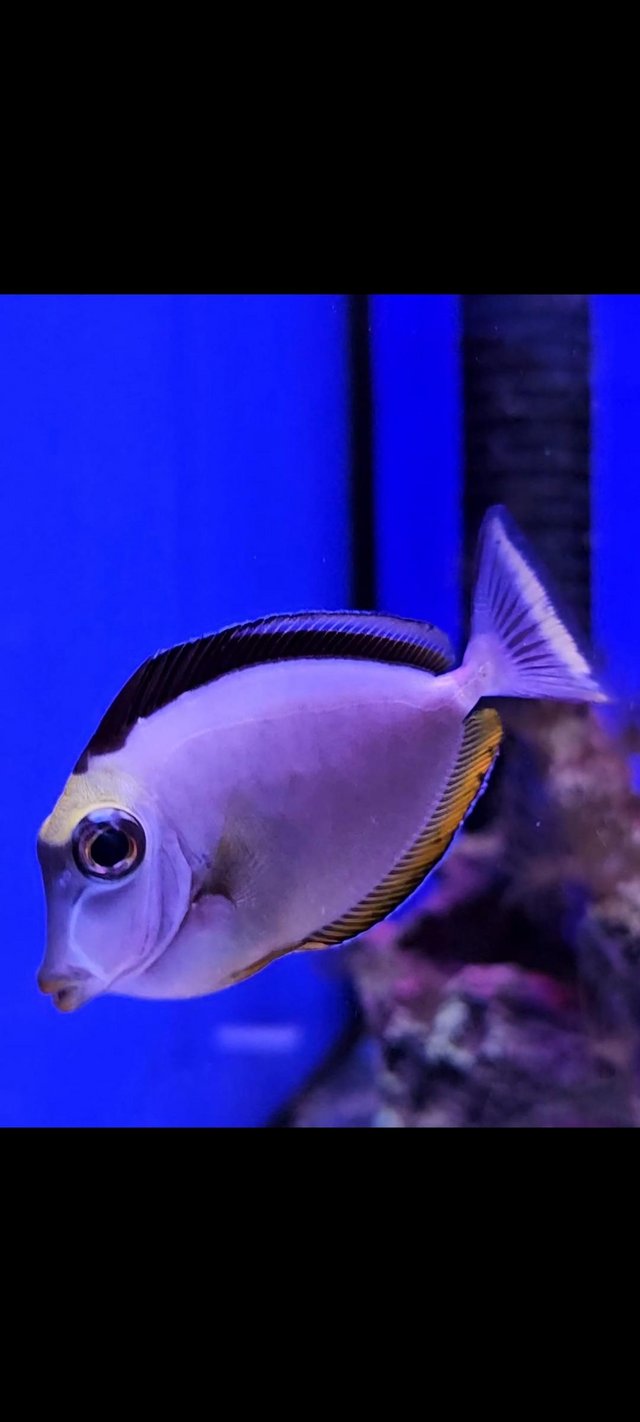 Preview of the first image of Lipstick Tang Marine Fish.