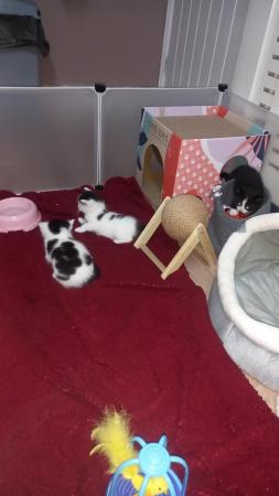 Image 2 of Black female,white and black male kittens,£25 each or £50 bo