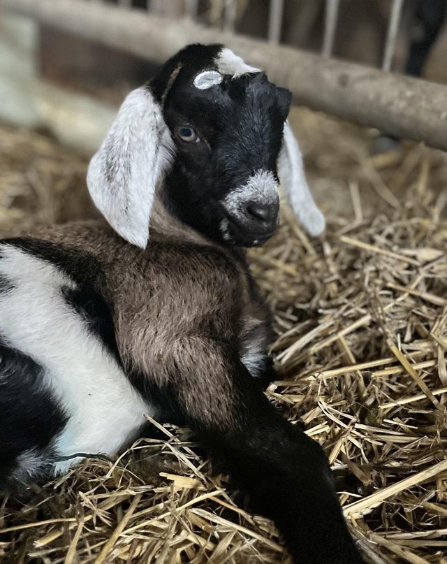 Preview of the first image of SOLD. More in 2025 Mini Nubians! Great smallholder goat.