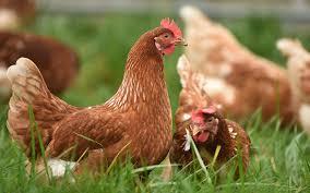 Image 1 of Chickens wanted ( only females) free