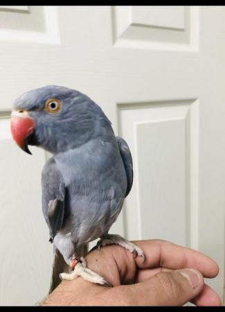 Image 5 of Beautiful baby grey Ringneck Talking parrot