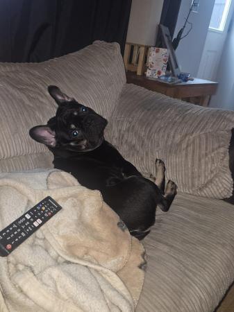 Image 3 of 10 months French bulldog for sell.