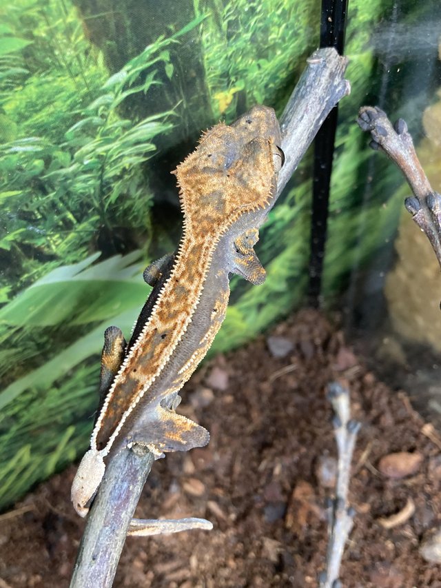 Preview of the first image of Unsexed juvenile full pinstripe crested gecko.