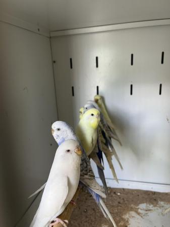 Image 7 of Aviary bred parent reared baby budgies.