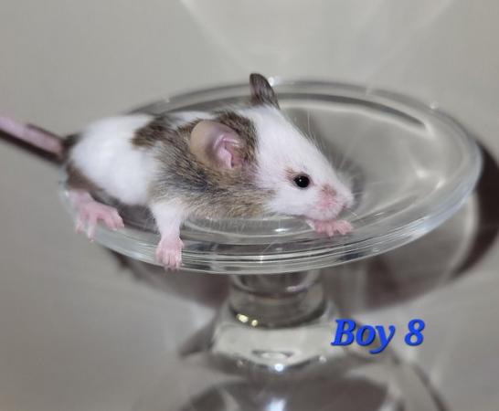Image 9 of Baby mice - boys £2 great pets. 2 left