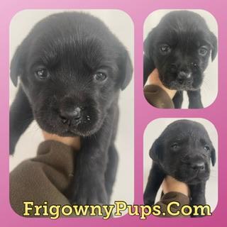 Image 3 of Beautiful Black Labrador Puppies