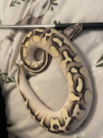 Image 2 of Unsexed ball python for sale