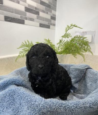 Image 8 of Gorgeous cavapoos from DNA tested parents