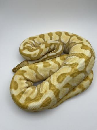 Image 3 of Banana,Pastel, Lesser, YB CB22 Ball Python