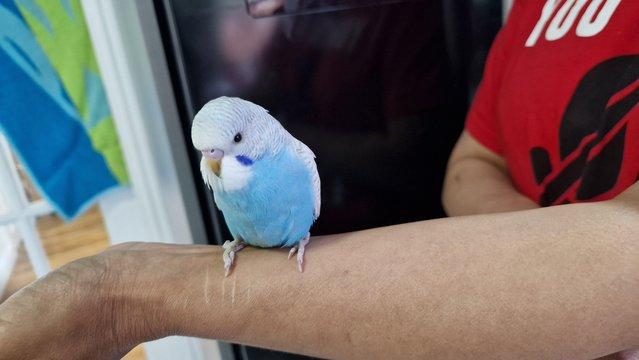 Image 8 of Super hand Tamed Baby Budgies for sale
