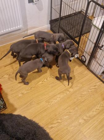 Image 15 of Adorable KC Blue Great Dane puppies READY NOW!!