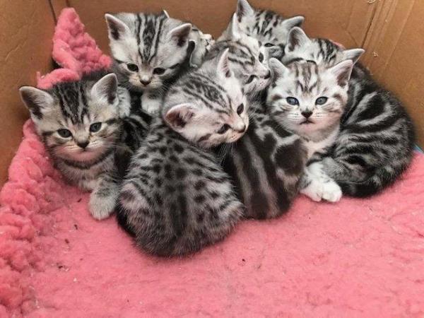 Image 1 of Beautiful Britishshorthair kittens