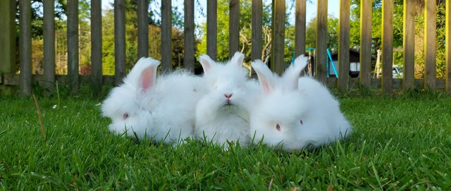 Image 4 of REDUCED PRICE!  2 full faced English Angora bucks for sale