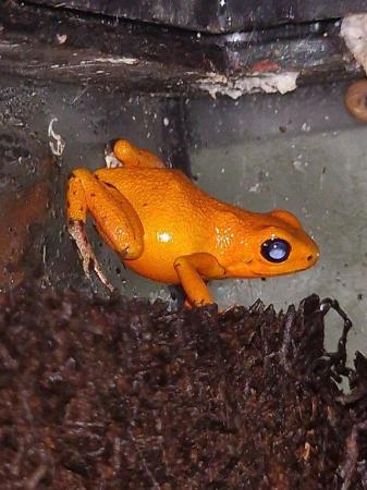 Image 2 of Dart Frogs Oophaga pumilio for Sale