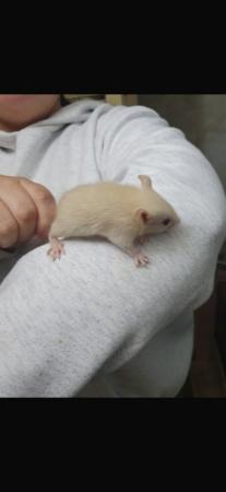 Image 6 of Rats male and female ready to leave