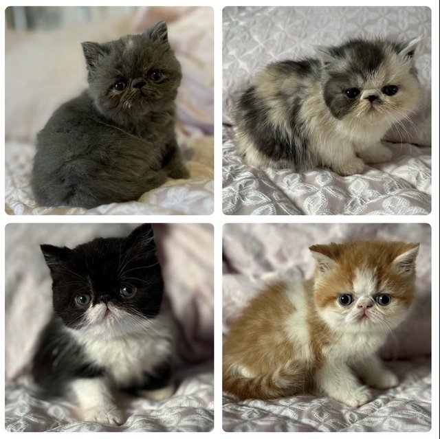 Preview of the first image of Exotic shorthair kittens.